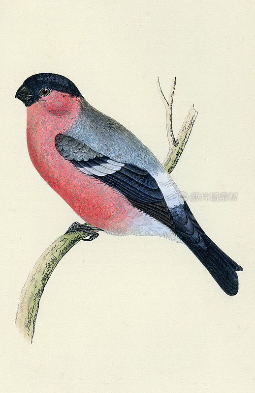 欧亚红腹灰雀，Pyrrhula Pyrrhula，雀鸟科的一种小雀形目鸟类，灰雀科，野生动物艺术绘画